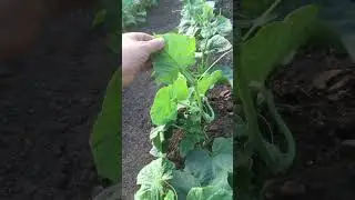 ОГУРЦЫ ГРУНТОВЫЕ,второй оборот.