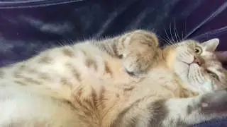 Кот и пупсик 1 сезон 2 серия