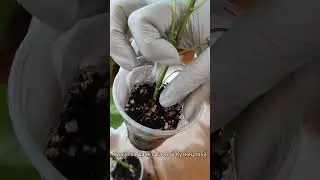 ОТВЕТИЛА ХЕЙТЕРАМ #дачныеидеи #garden #diyideas #дача #огород #diy #рассада #сад #цветы