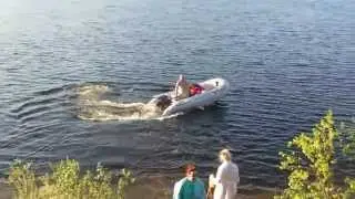 выходные, солнце, мо.. озеро, badger 370sl, yamaha 15