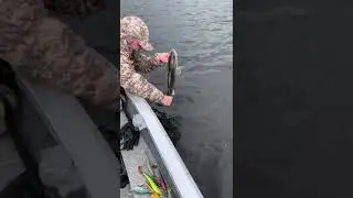 Судак убежал домой помахав хвостиком.