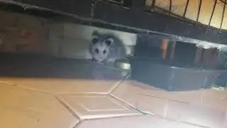 ОПОССУМ НА КУХНЕ 3