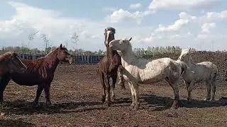 выпускаем ядрёного жеребца