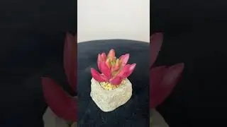 Искусственные растения Красный Суккулен в кашпо