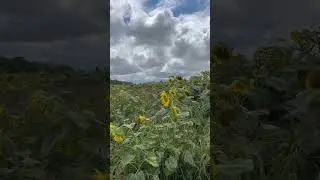 Севооборот #2024 #farming #сельскоехозяйство