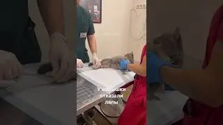 Влада никому не нужна💔Пожалуйста, помогите спасти!