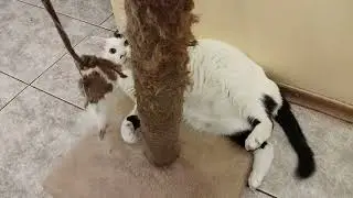 Кот... сосиска