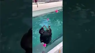 Foca tocando saxofone - tayrone cigano - Não sei o que eu faço sem o seu amor