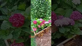 Тележка счастья 🥰🥰🥰