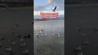 КОРМИТЕ ПТИЦ! Это К УДАЧЕ! НОВОРОССИЙСК/ ЮЛИАННА СЛОБОДЧУК