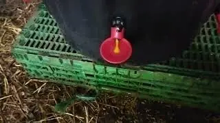 abreuvoir poule automatique fait maison pas cher
