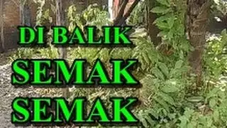 di balik semak semak
