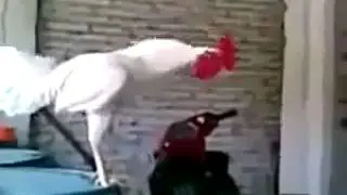 gallinas