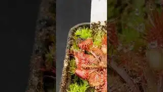 Sundew Drosera spatulata gets two flies at once #shorts