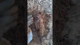 Здоровая шестерня 