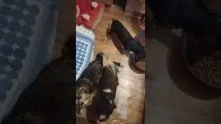 Наши хорошие малыши      