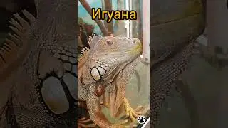 она вам машет #travel   #zoo