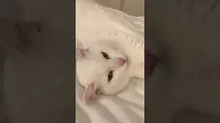 Marcy sneezing