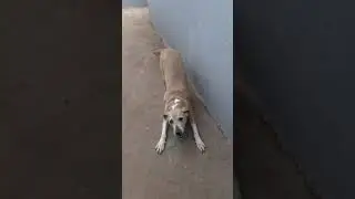 spaik. 14 anos.