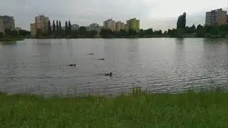Как кормят уток или сварливая утка