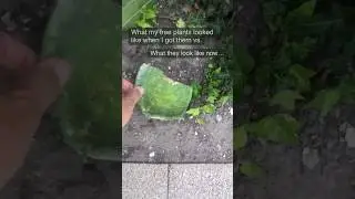 Free plants - Then vs Now 