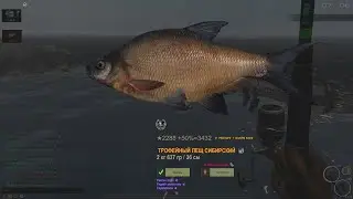 Fisher Online: Енисей. Лещ сибирский.
