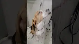 Уши мочить не опасно!