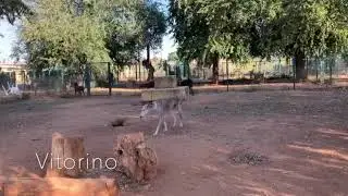 Vitorino