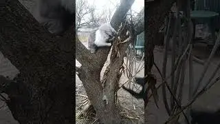 Адик и Мурзик 