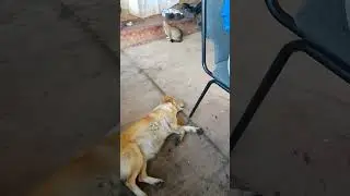 животные лучше людей они могут договориться и жить в мире
