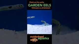 Garden Eels #eel #marinelife #fishkeeping