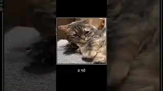 КОМАРУ о жизни 