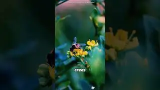 Everything this person does is for the bees