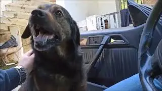 Собаки радуются возвращению хозяина