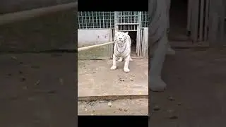 Tiger 238