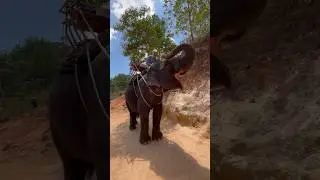 Покатался на слонах по тропикам на о. Пхукете 🏝️ 🐘