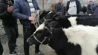 Uchko'pri QIRG'IZ QISHLOQ CHORVA BOZORI arzonlab ketdi