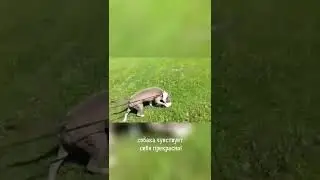 Разрыв передней крестообразной связки 