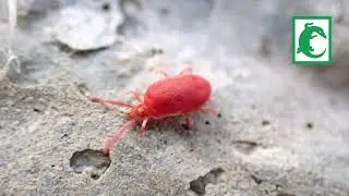 Ácaro de terciopelo rojo