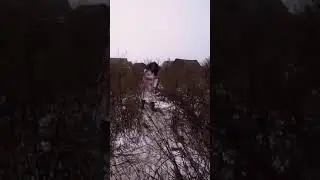 Макс Ващенко , Макс выстрелил в маньяка