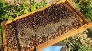 Arıcılıkta eşitleme yöntemi zayıf kolonileri güçlendirme birleştime yöntemi