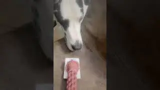 #adventcalendar #foryoupage #foryou #fyp #viral #fun #viralvideo #funny #dog #fypシ #greatdane #cute