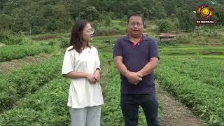 DDK Kut Hnathawktute Pual:- KVK Serchhip Dist tena Badam chin dana an hmalakna