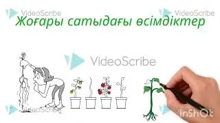 Төменгі және жоғары сатыдағы өсімдіктер