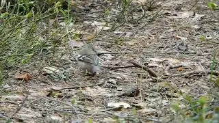 Зяблики в Осинской лесной даче.