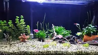 plant aquarium photosyntesis bitkili akvaryum fotosentez