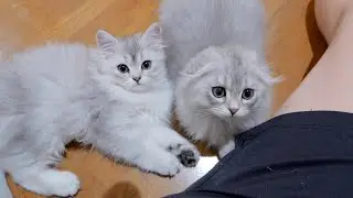It was so cute to see a rare male kitten being so sweet to his owner...