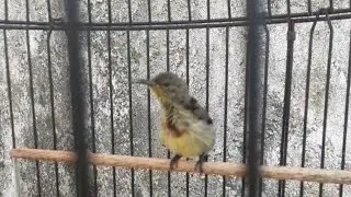 SUARA KONIN TROTOL ! CUITAN KONIN UNTUK MEMANCING KONIN BAHAN !