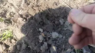 коп в восточной Пруссии