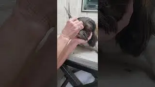 Trimming a dogs face with scissors, Shih-Tzu, dog grooming without restraints